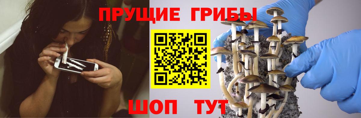 Галлюциногенные грибы Psilocybine cubensis Алапаевск